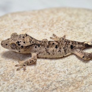 달마시안 슈퍼달마시안