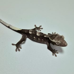 아잔틱
