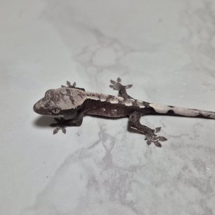 아잔틱