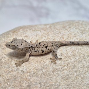 달마시안 슈퍼달마시안