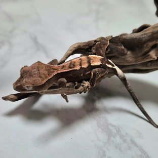 세이블 100%헷아잔틱