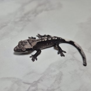 아잔틱
