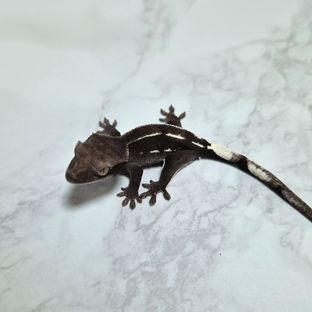 아잔틱