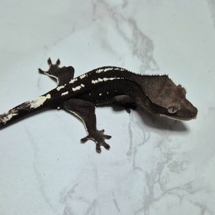 아잔틱