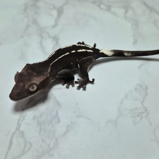 아잔틱
