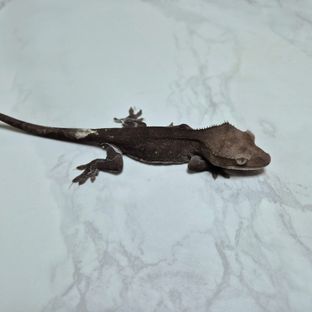 아잔틱