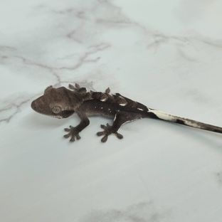 아잔틱