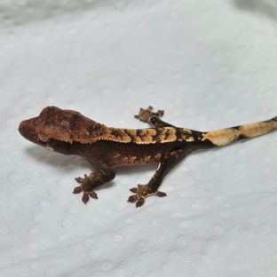 A5-12
