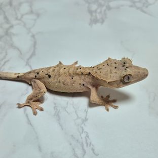 달마시안