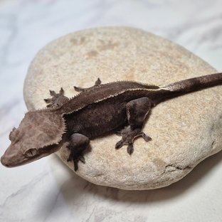 블리
