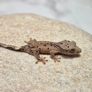 달마시안 슈퍼달마시안