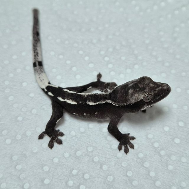 아잔틱