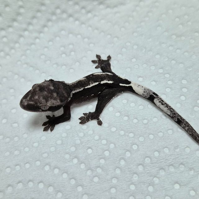 아잔틱