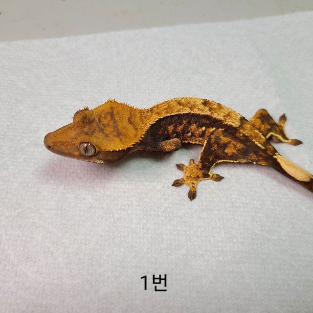 노멀 핀스트라이프 텐저린