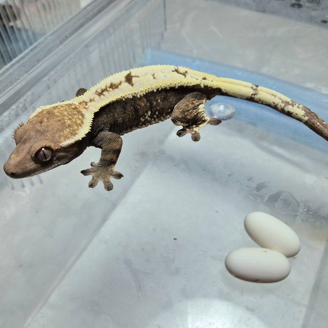 세이블 100%헷아잔틱