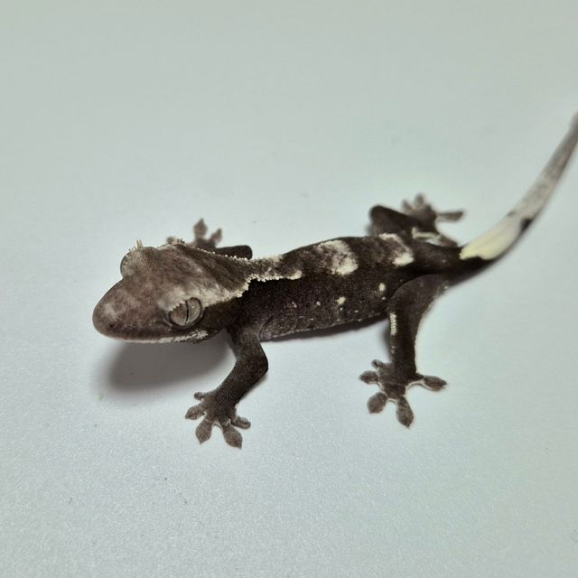 아잔틱