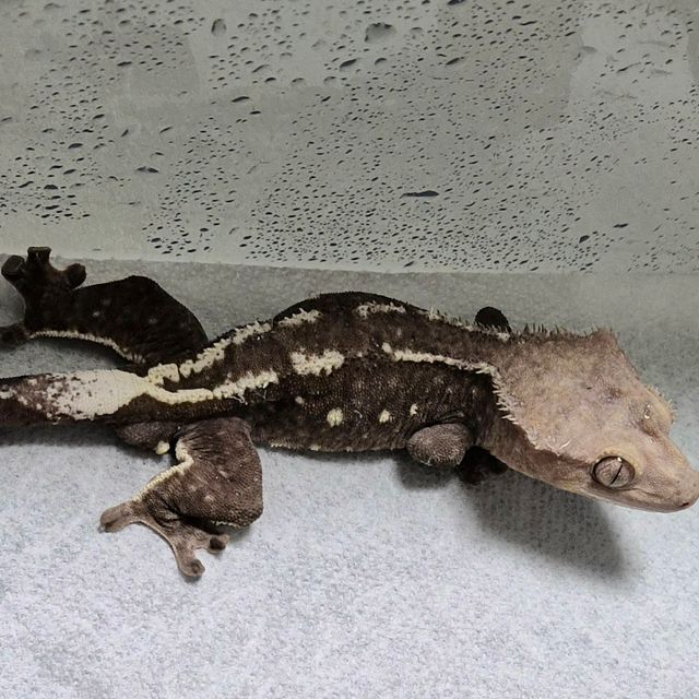 아잔틱