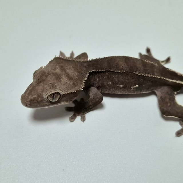 아잔틱