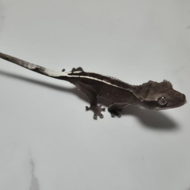 아잔틱