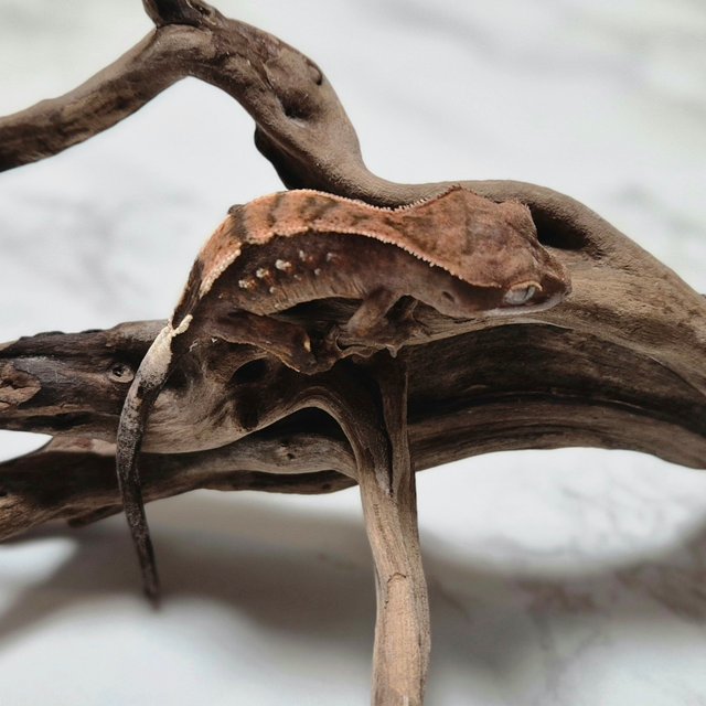 세이블 100%헷아잔틱