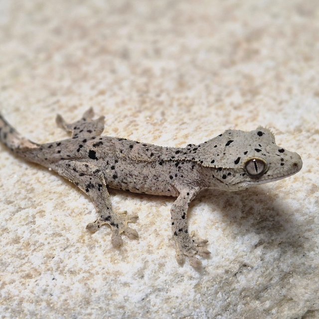 슈퍼달마시안 달마시안