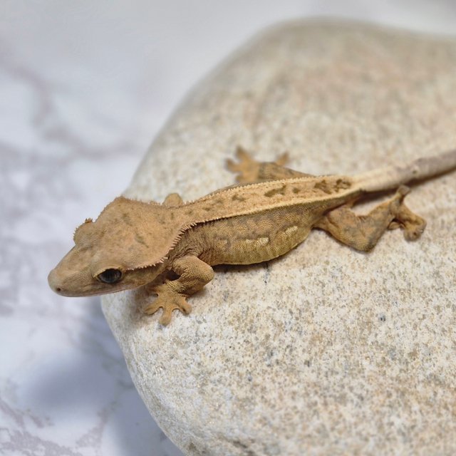 100%헷아잔틱 풀핀