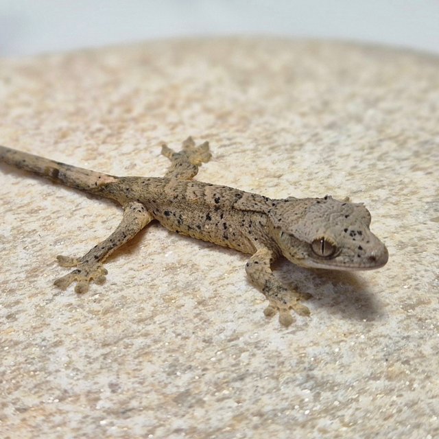 달마시안 슈퍼달마시안