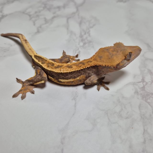 할로윈