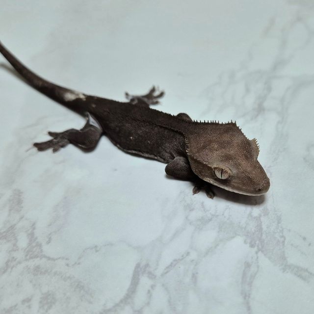 아잔틱
