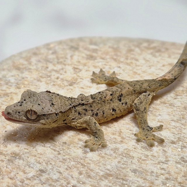 달마시안 슈퍼달마시안