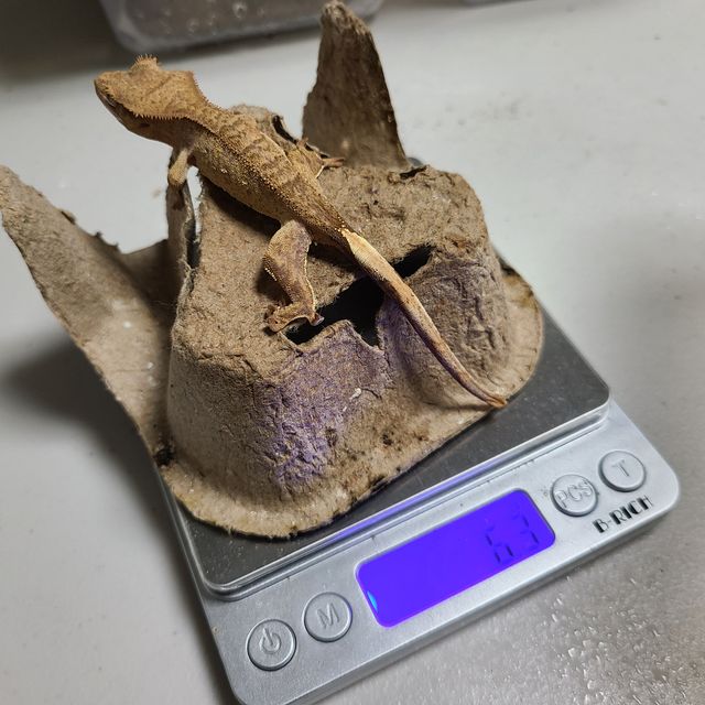 옐로우 팬텀