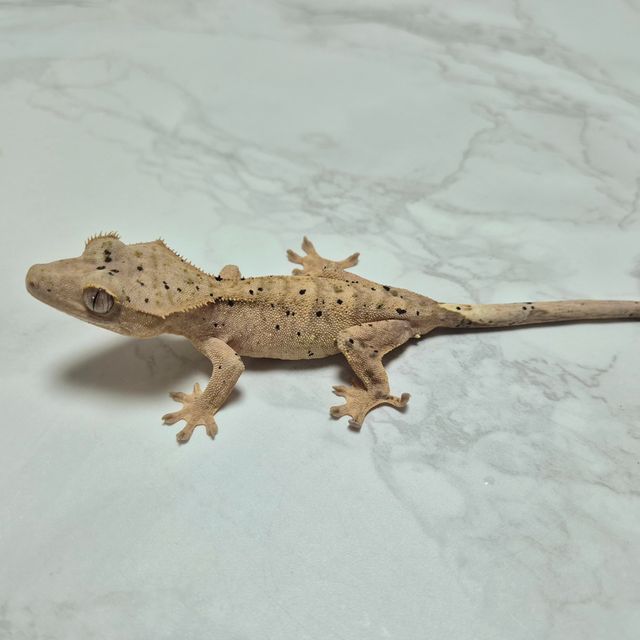 달마시안