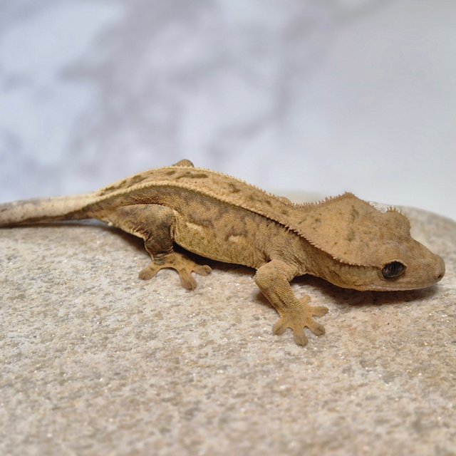 100%헷아잔틱 풀핀