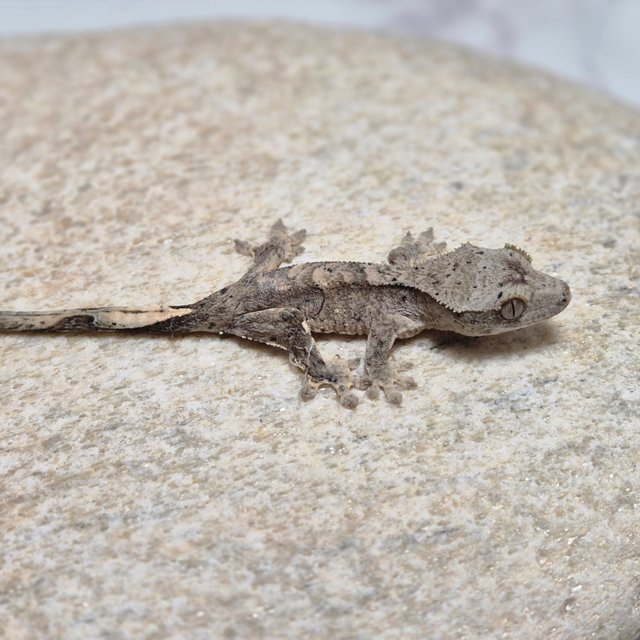 달마시안 슈퍼달마시안