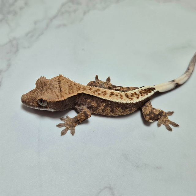 카푸치노