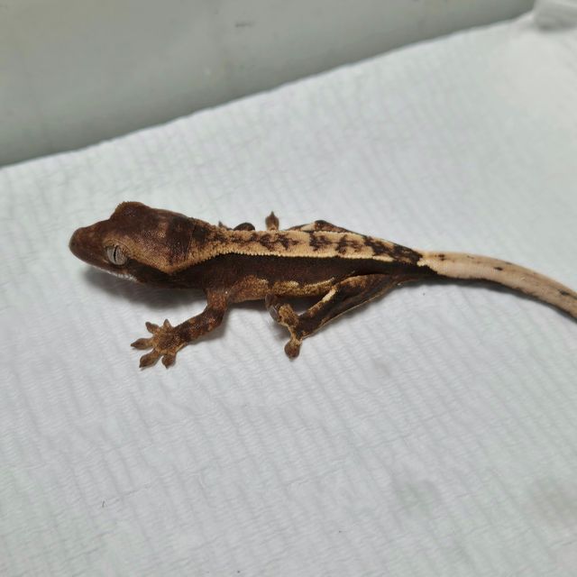 쿼드