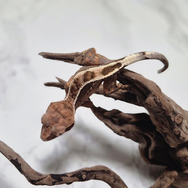 세이블 100%헷아잔틱