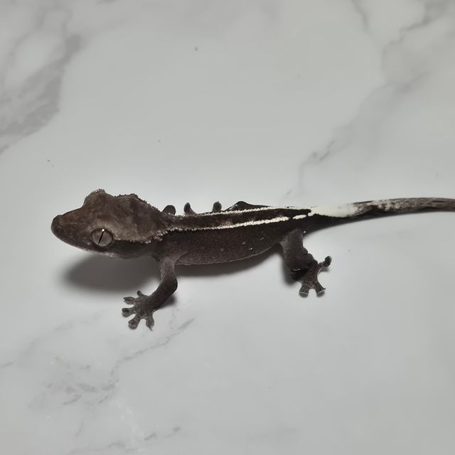 아잔틱