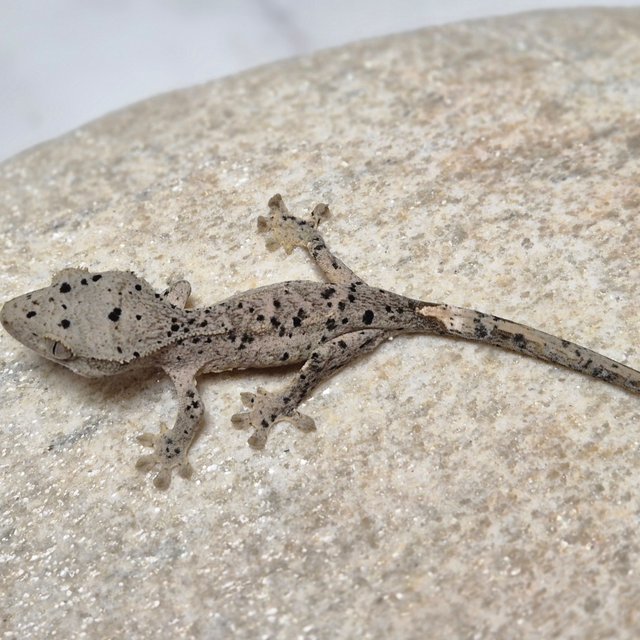 슈퍼달마시안 달마시안