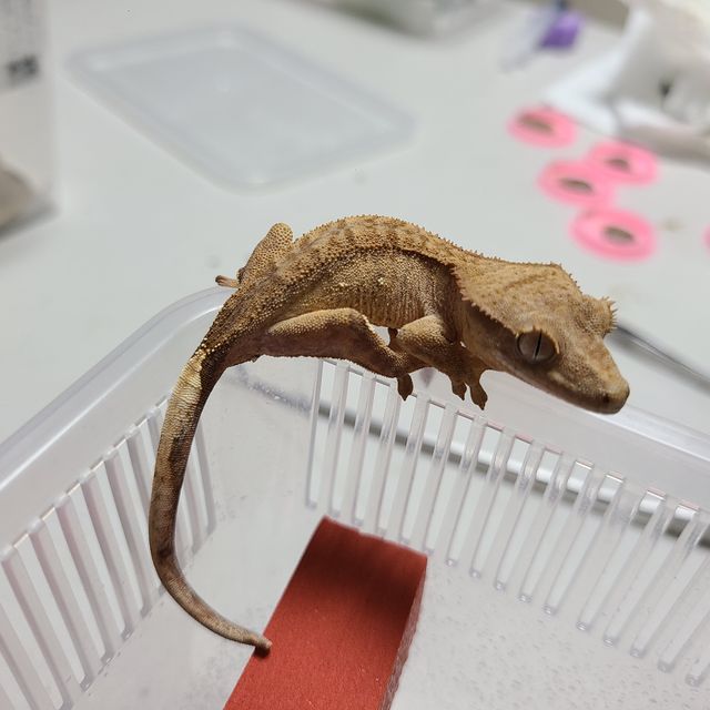 옐로우 팬텀