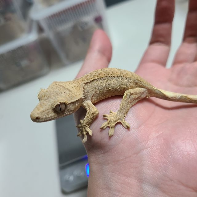 옐로우 팬텀