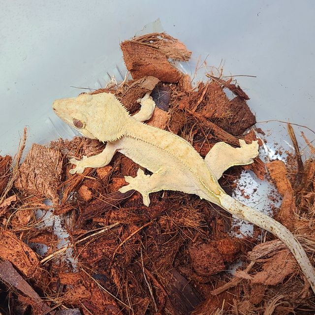 옐로우 팬텀