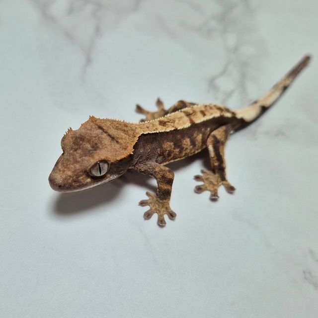 카푸치노