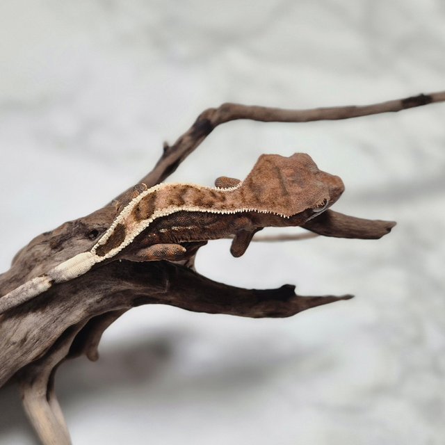 세이블 100%헷아잔틱