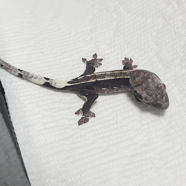 아잔틱