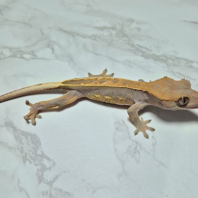풀핀 할로윈