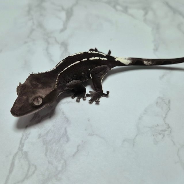 아잔틱