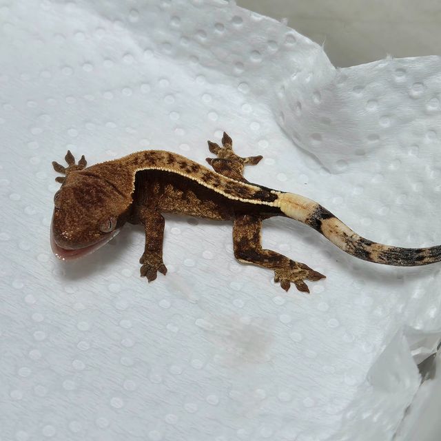 카푸치노
