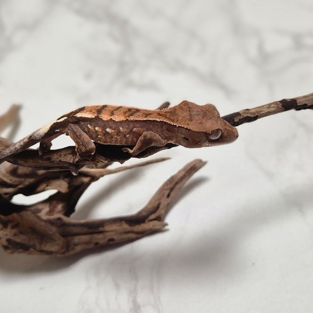 세이블 100%헷아잔틱