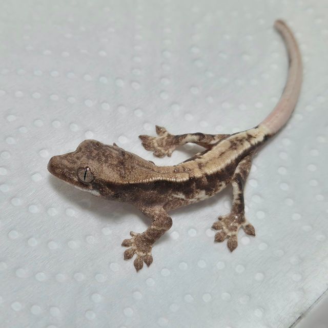 프라푸치노
